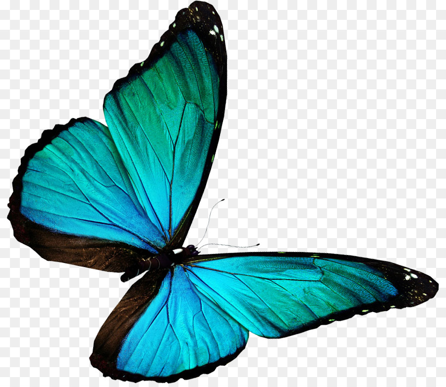 Las Mariposas Y Las Polillas，Color PNG