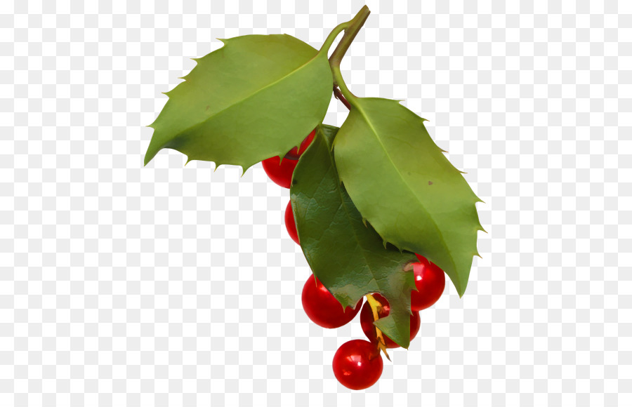 Frutos Rojos，Hojas PNG