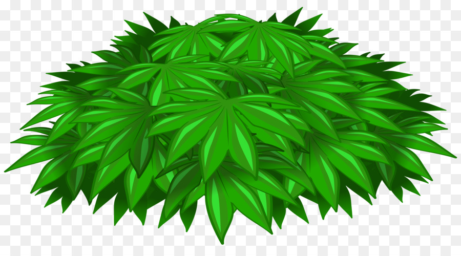 Planta，árbol PNG