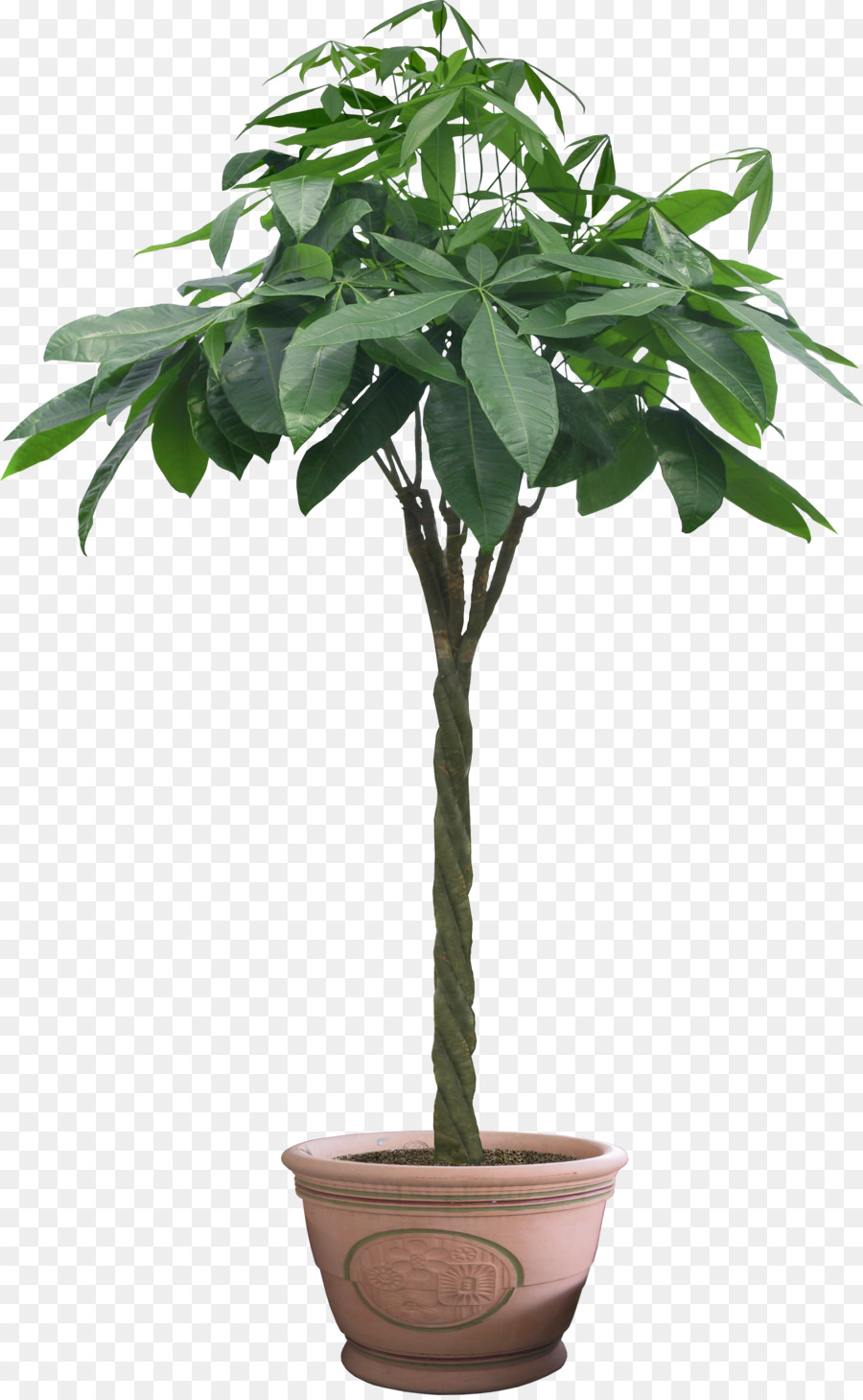 Planta，Árbol PNG