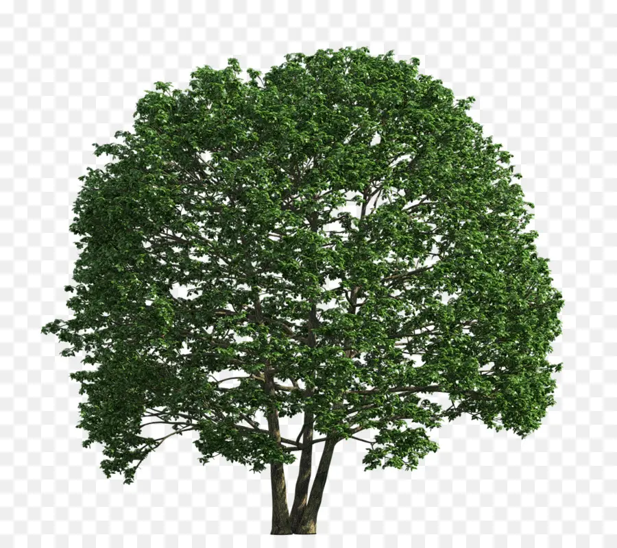 Arbusto，árbol PNG