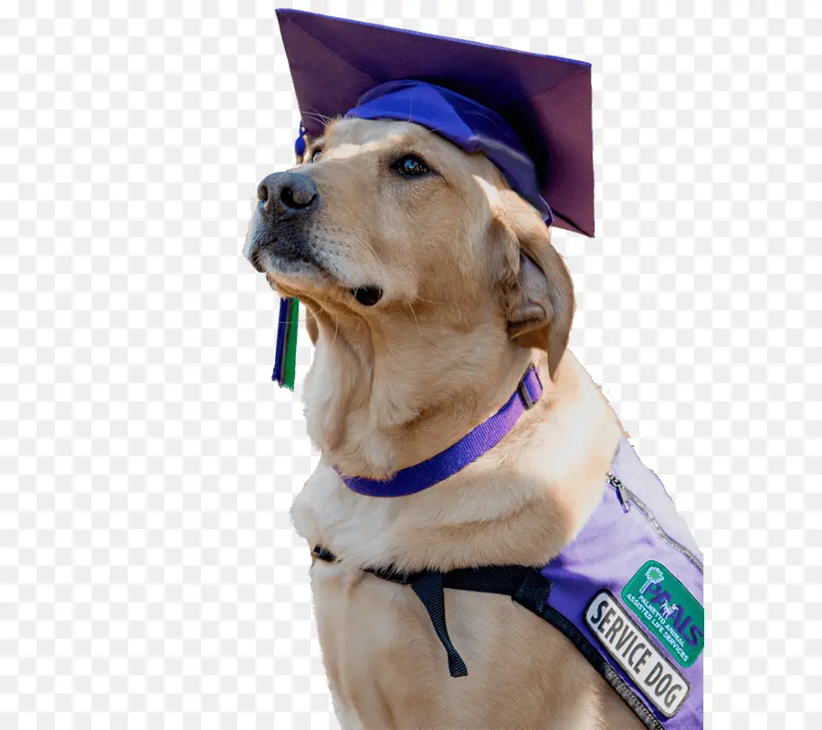 Perro De Servicio，Gorro De Graduación PNG