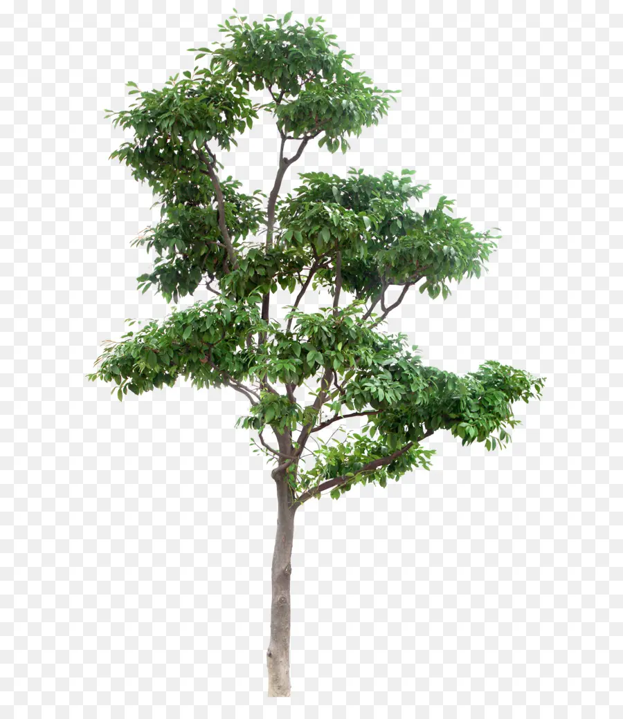 Árbol，Verde PNG