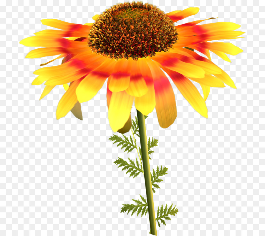 Girasol，Flor PNG