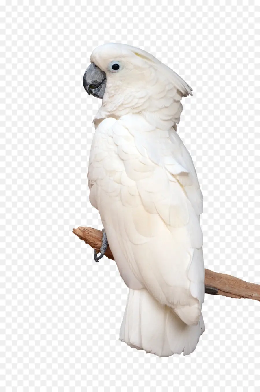 Cacatúa，Loro PNG