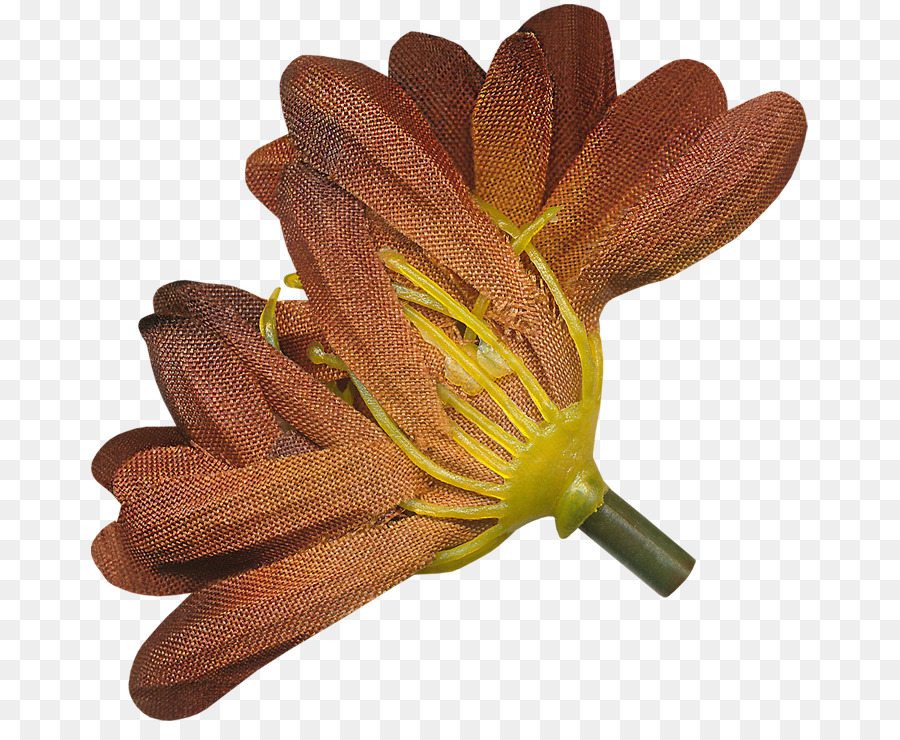 Flor，Pétalo PNG