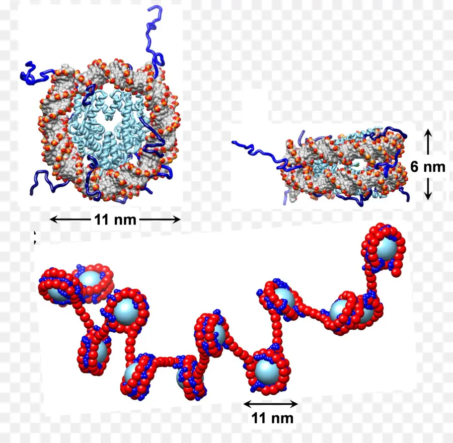 Nucleosoma，La Cromatina PNG