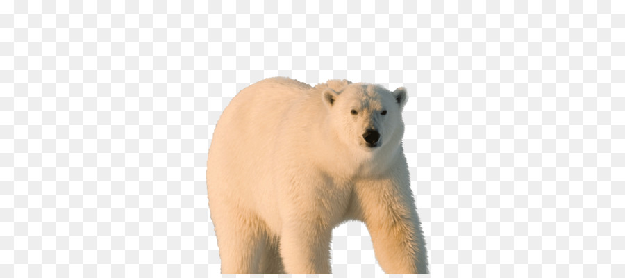 Oso Polar，Oso PNG