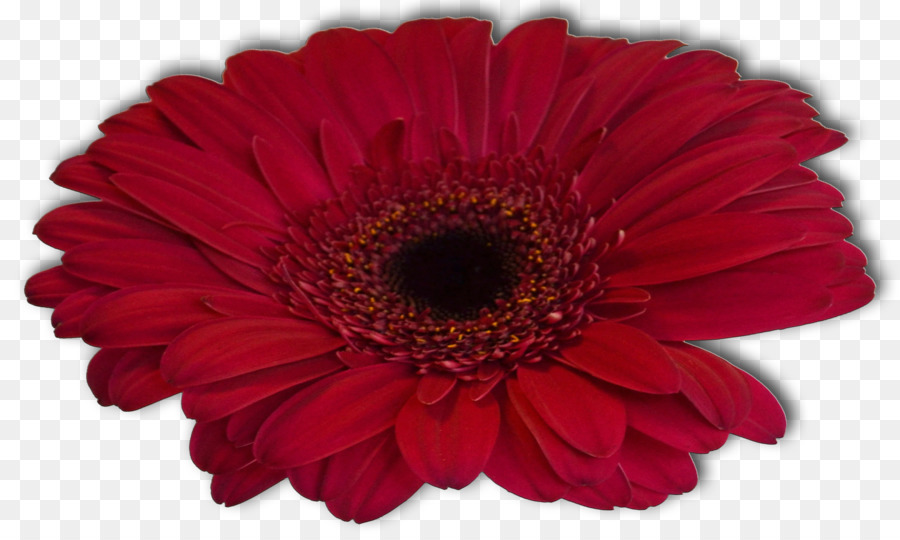 Transvaal Daisy，Flor PNG