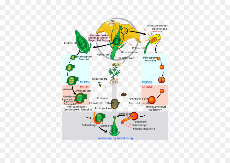 La Floración De La Planta，Ciclo De Vida Biológico PNG