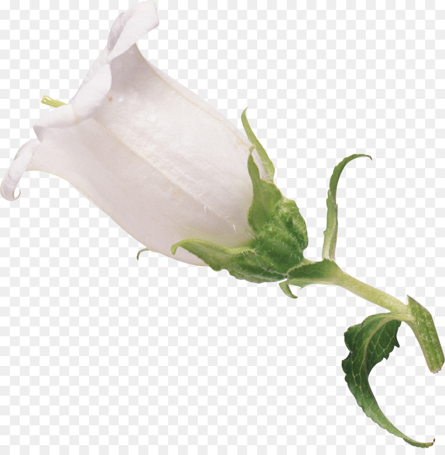 Flor，Blume PNG