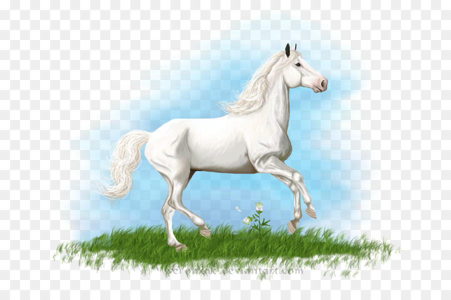 Caballo árabe，American Paint Horse PNG