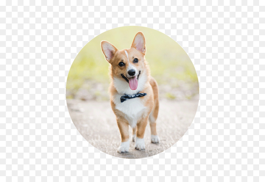 Pembroke Welsh Corgi，Cardigan Welsh Corgi PNG