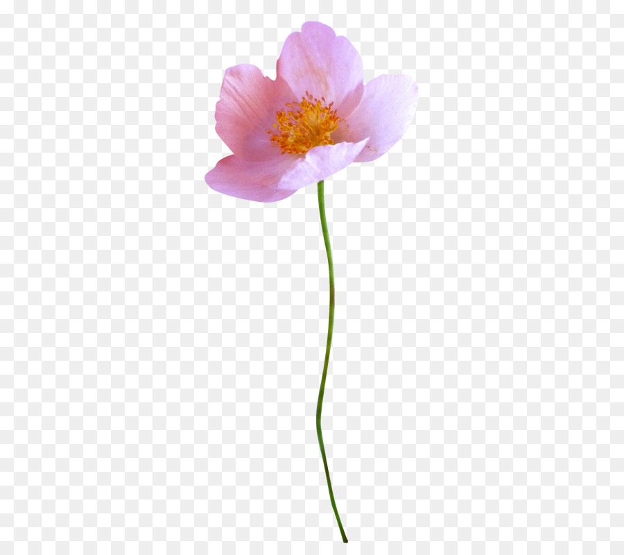 Pintura，Flor PNG