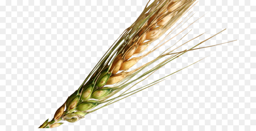 Trigo，Grano PNG