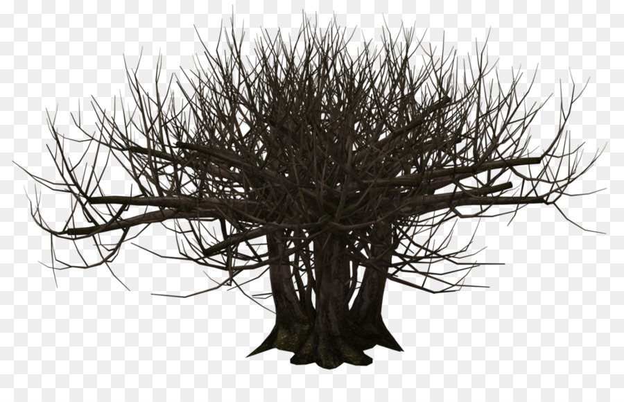 árbol，Planta PNG