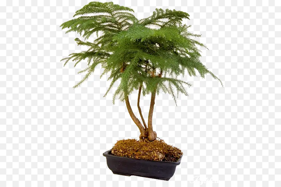 Bonsai，árbol PNG