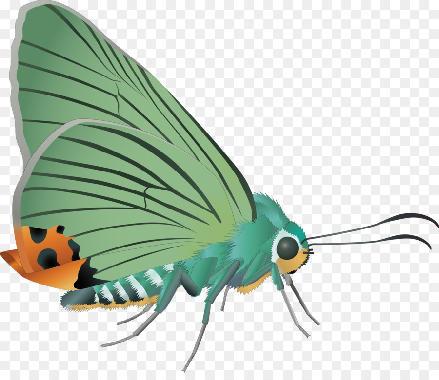 Mariposa，Polilla PNG