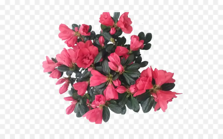 Flores Rojas，Hojas Verdes PNG