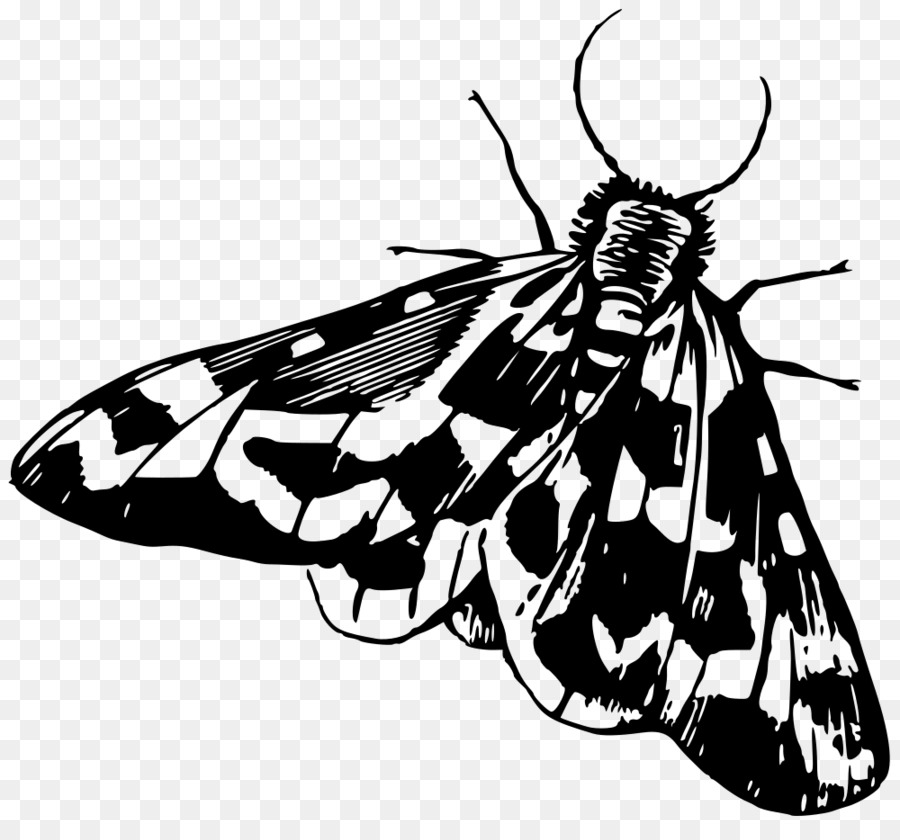 Mariposa，La Polilla PNG