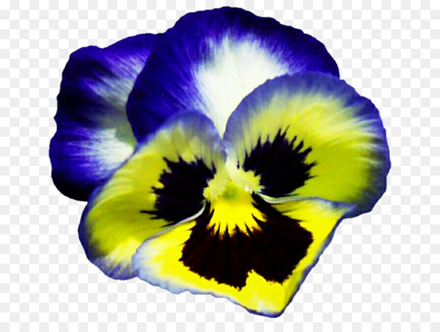 Pansy，Viola Pedunculata PNG