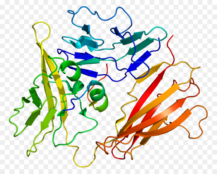 Estructura De La Proteína，Biología PNG