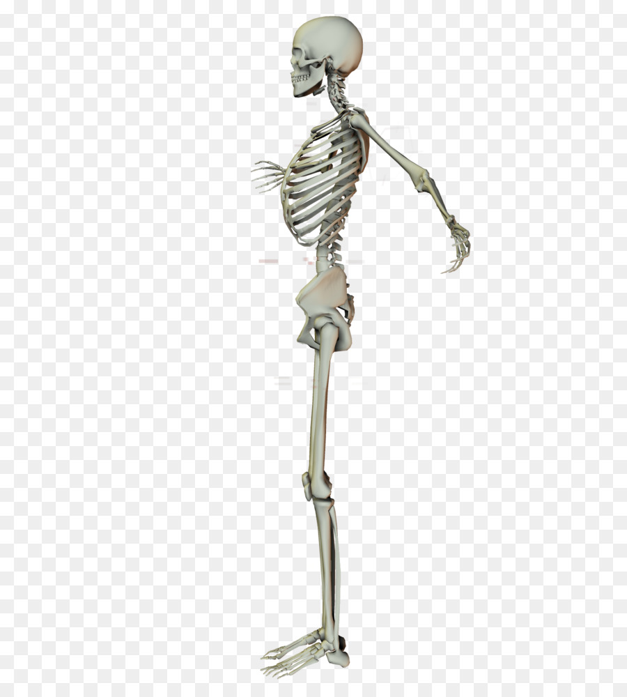 Esqueleto，Brazo PNG