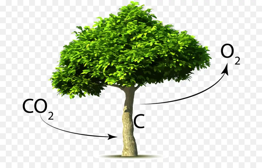 Dióxido De Carbono，árbol PNG