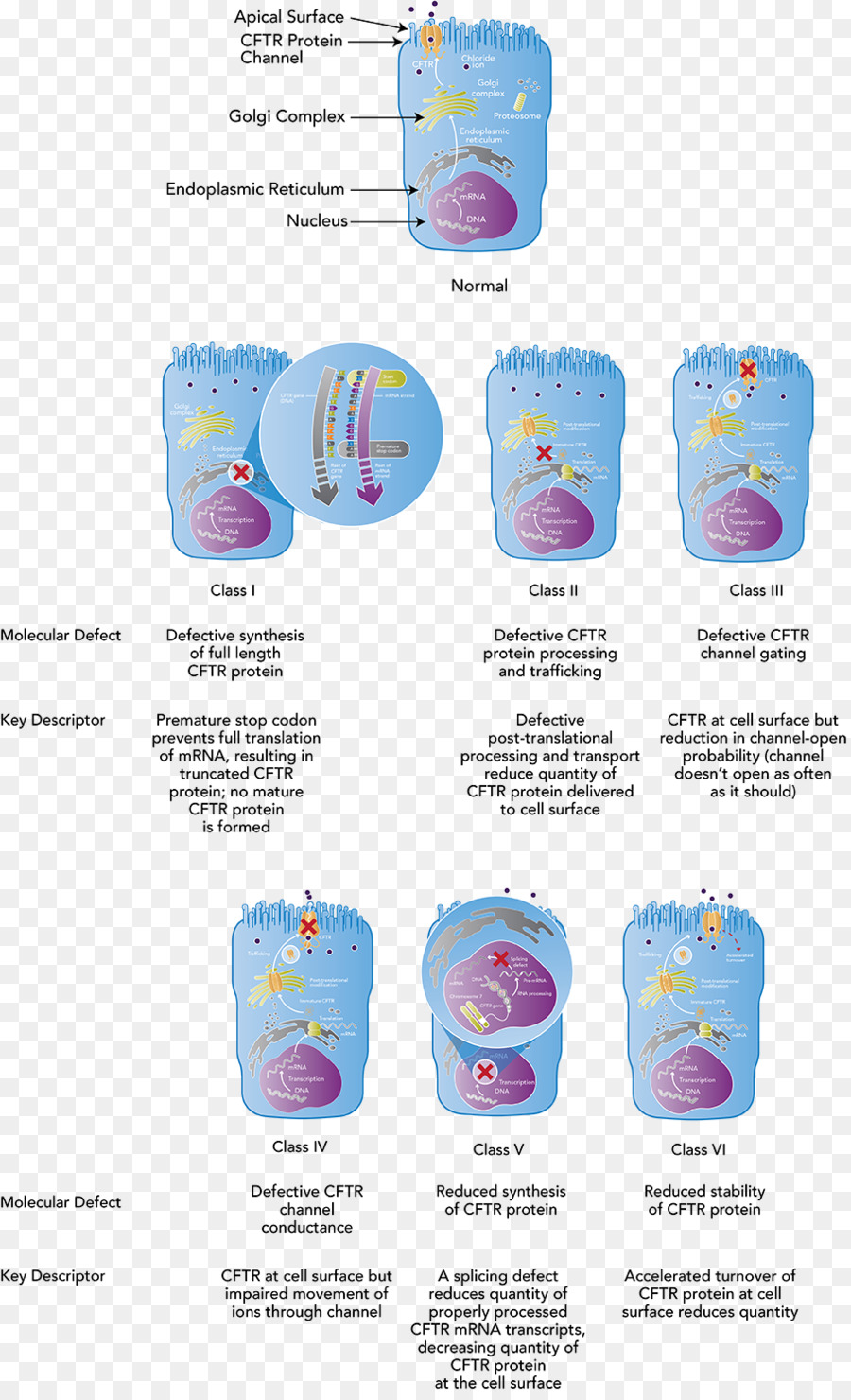 La Fibrosis Quística Regulador De La Conductancia Transmembrana，La Mutación PNG