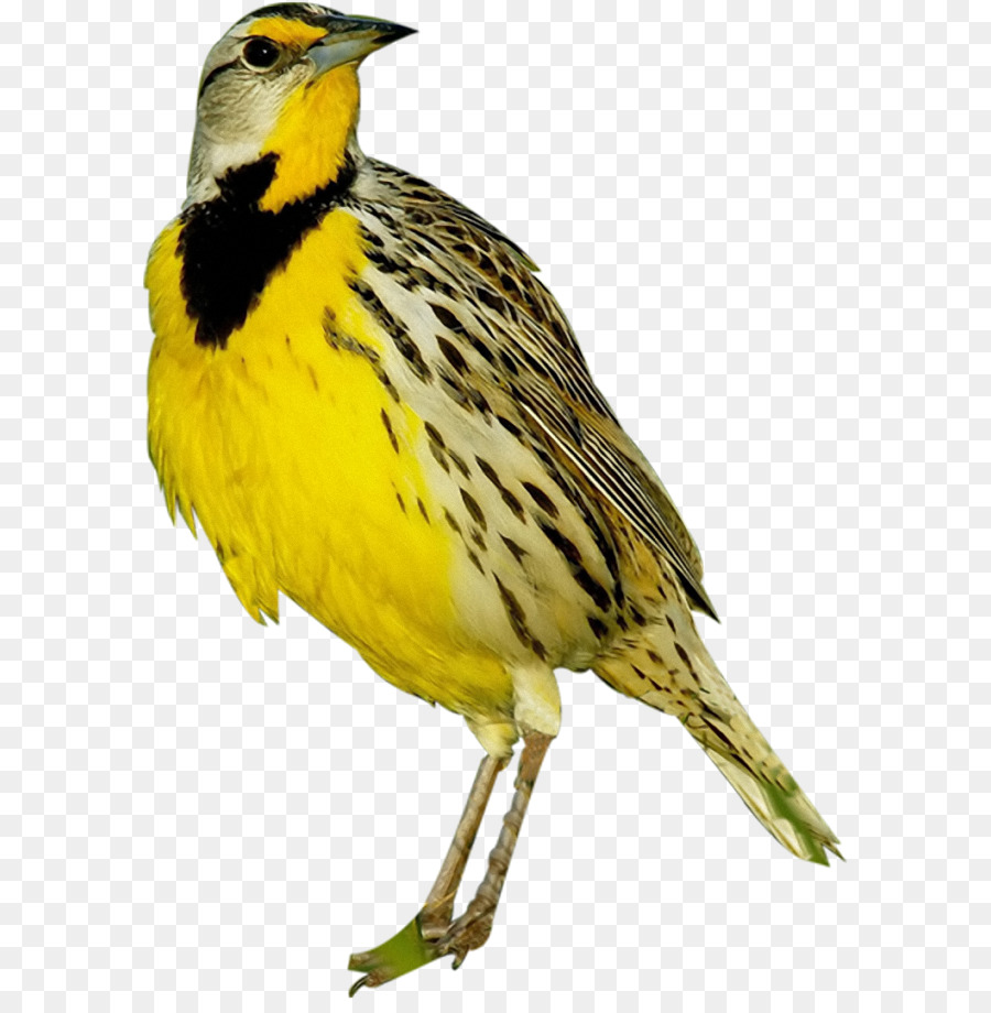 Pájaro，Viejo Mundo Oropéndola PNG