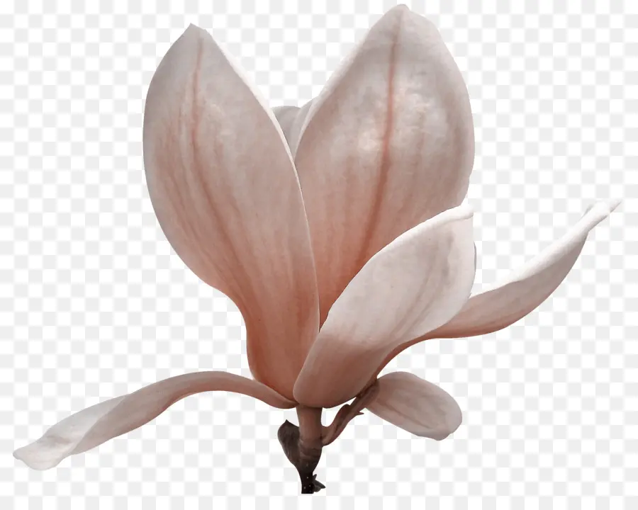 Magnoliaceae，Magnolia PNG