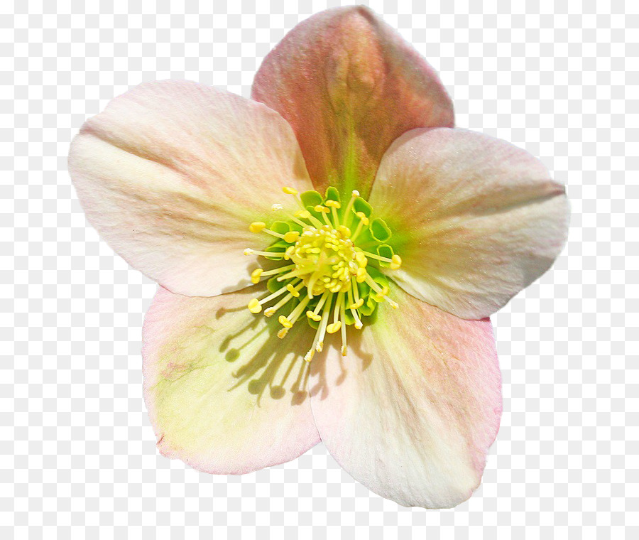 Helleborus Niger，Flor PNG