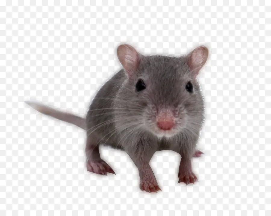 Gerbil，Rata PNG