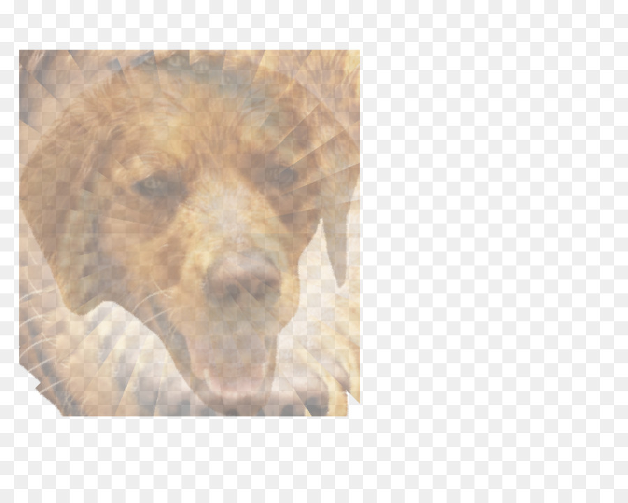 Perro De Agua Portugués，Cachorro PNG