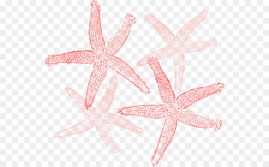 Estrella De Mar，Océano PNG