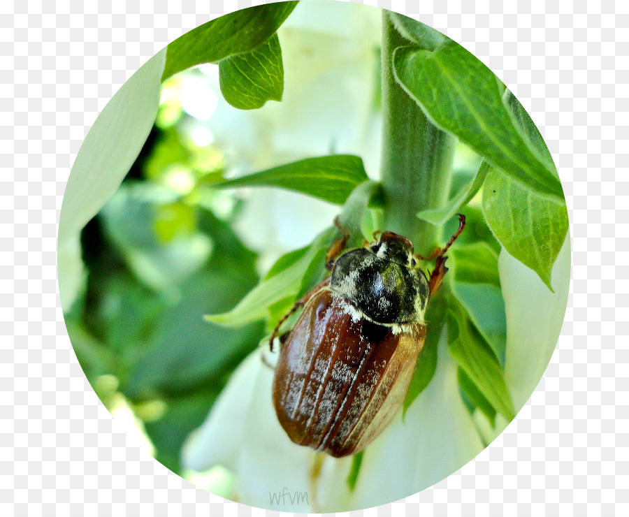 Escarabajo，Abeja PNG