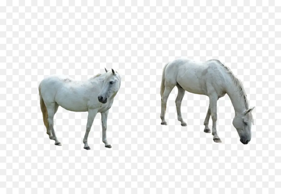 Pony，Pony Shetland PNG