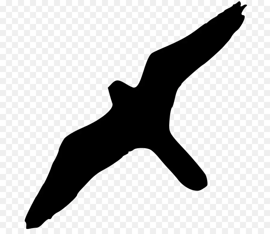 El Halcón Peregrino，Pájaro PNG