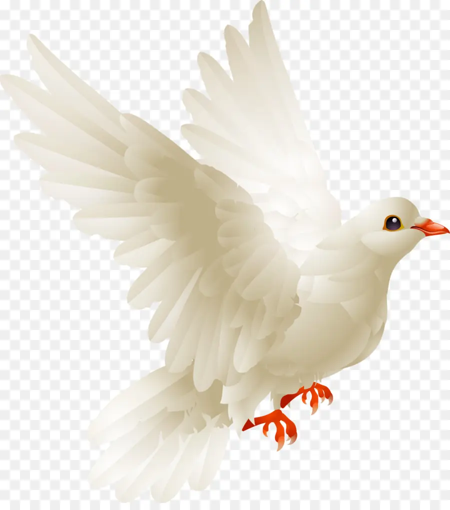 Pájaro，Pollo PNG