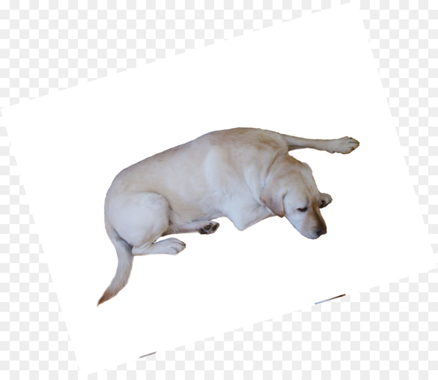 Mamíferos，Animal PNG