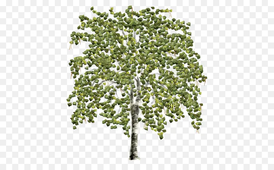 Árbol，Hojas PNG