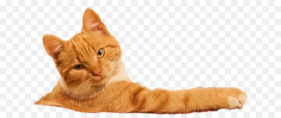 Gato，Mascota PNG