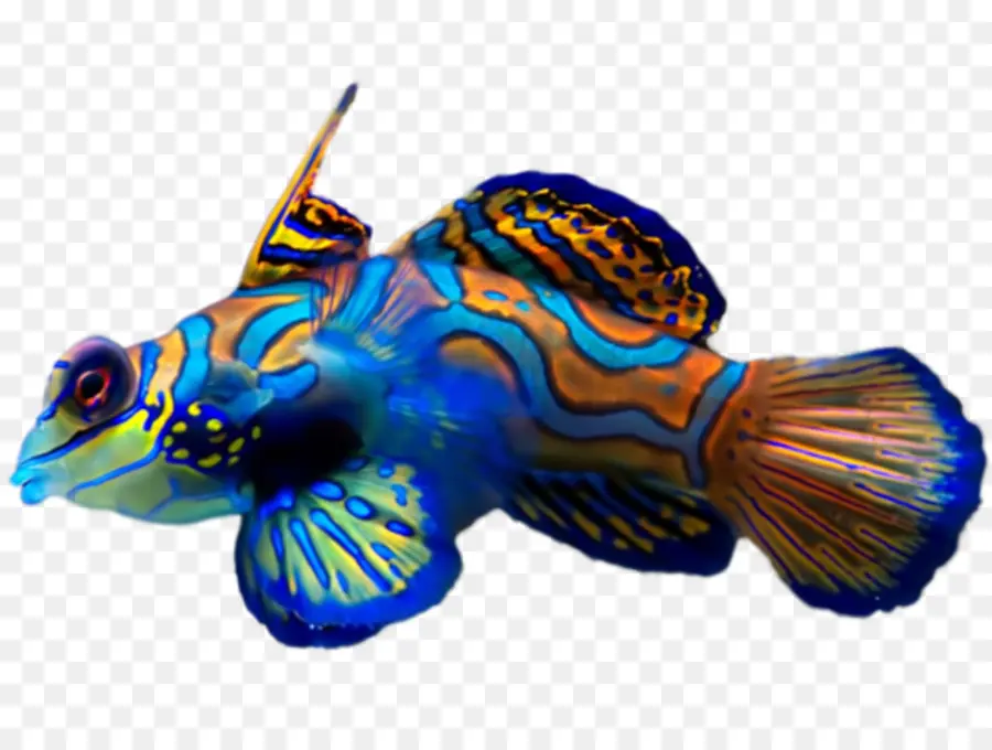 Synchiropus Splendidus，Los Peces PNG