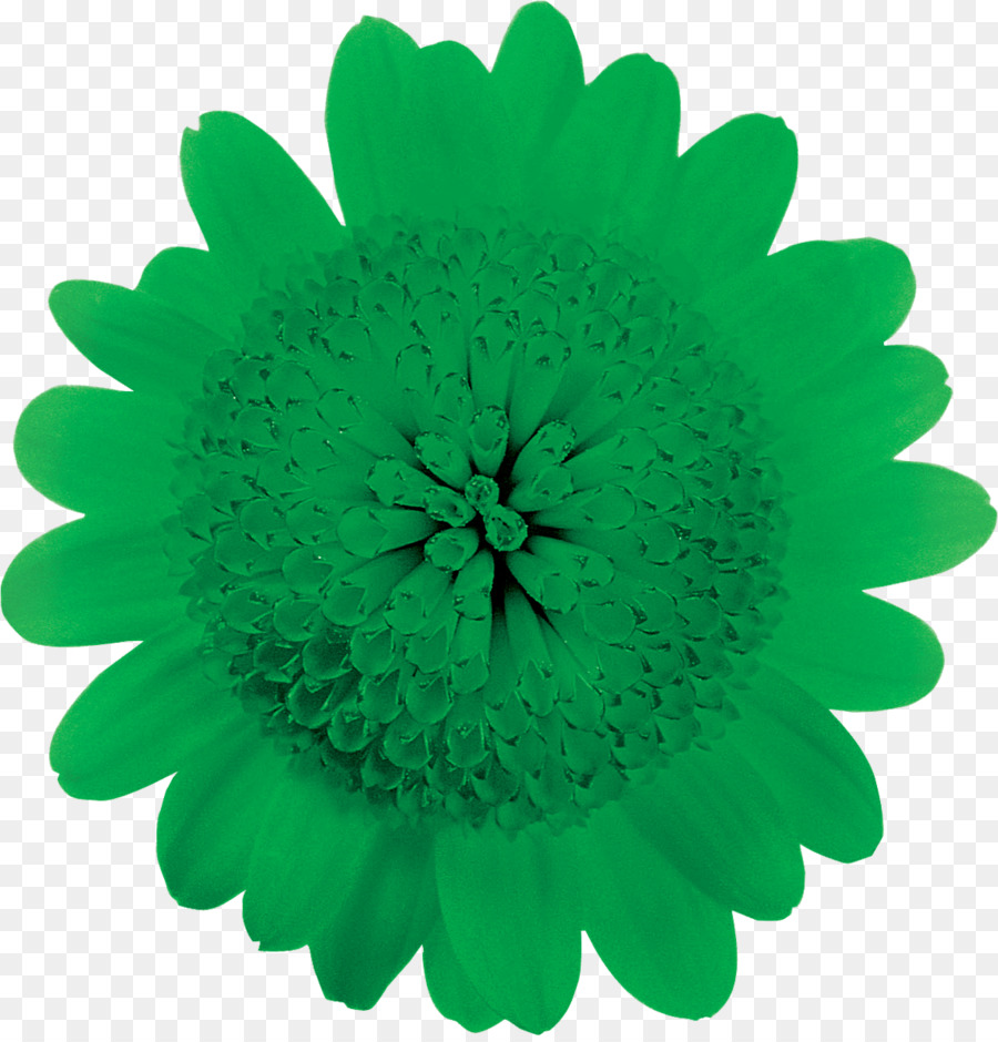 Transvaal Daisy，Flor PNG