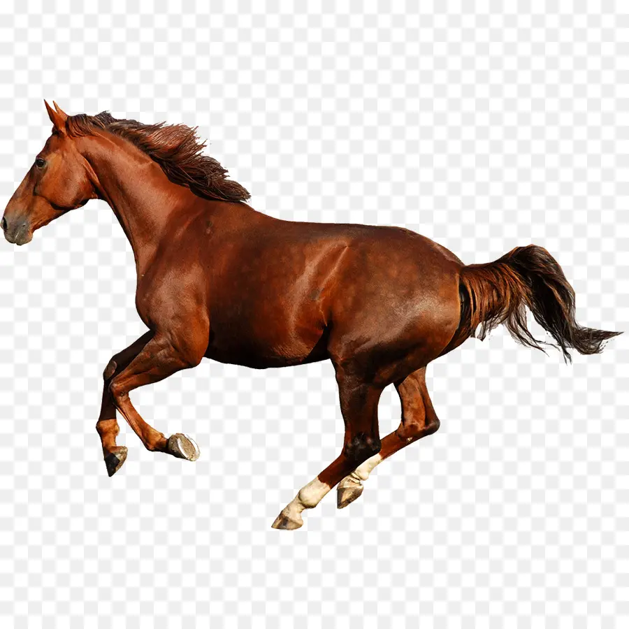 Caballo Frisio，Caballo Arabe PNG