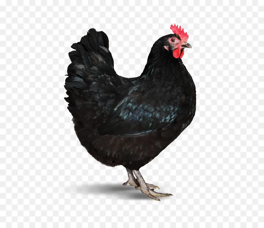 Pollo，Pájaro PNG