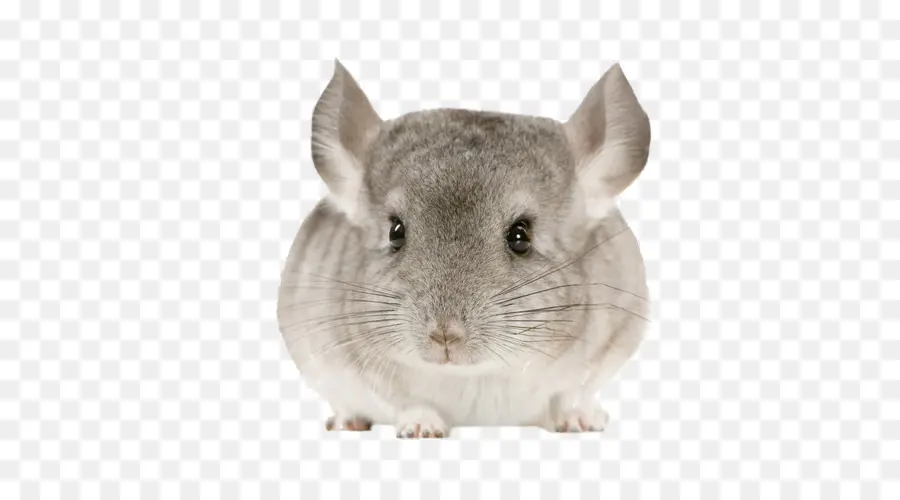 Chinchilla，Roedores PNG