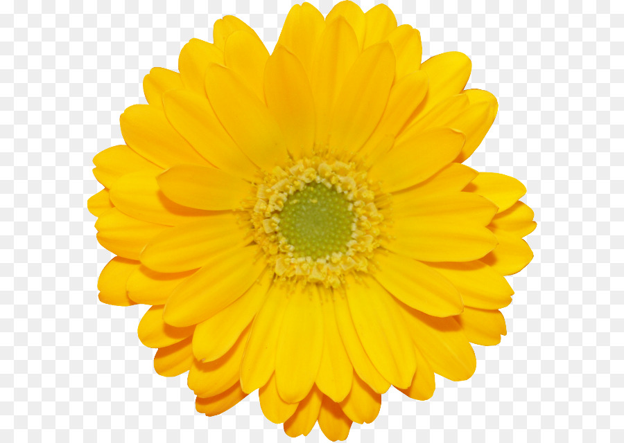 Transvaal Daisy，Una Fotografía De Stock PNG