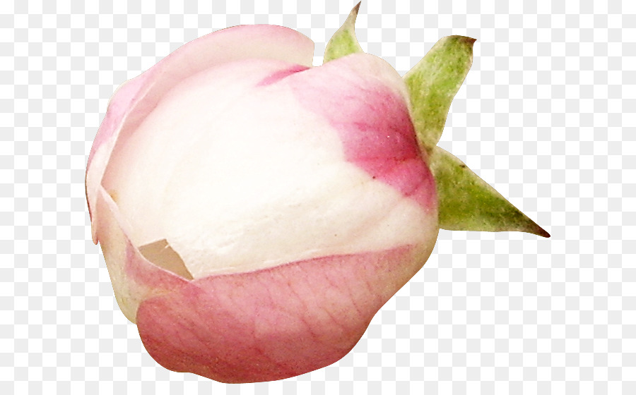 Flor Rosa，Florecer PNG