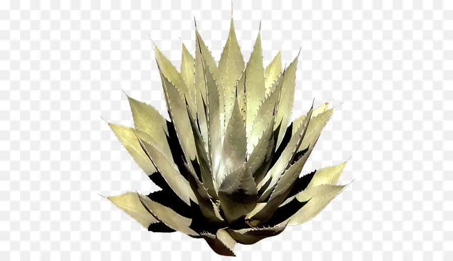 Planta De Agave，Planta PNG